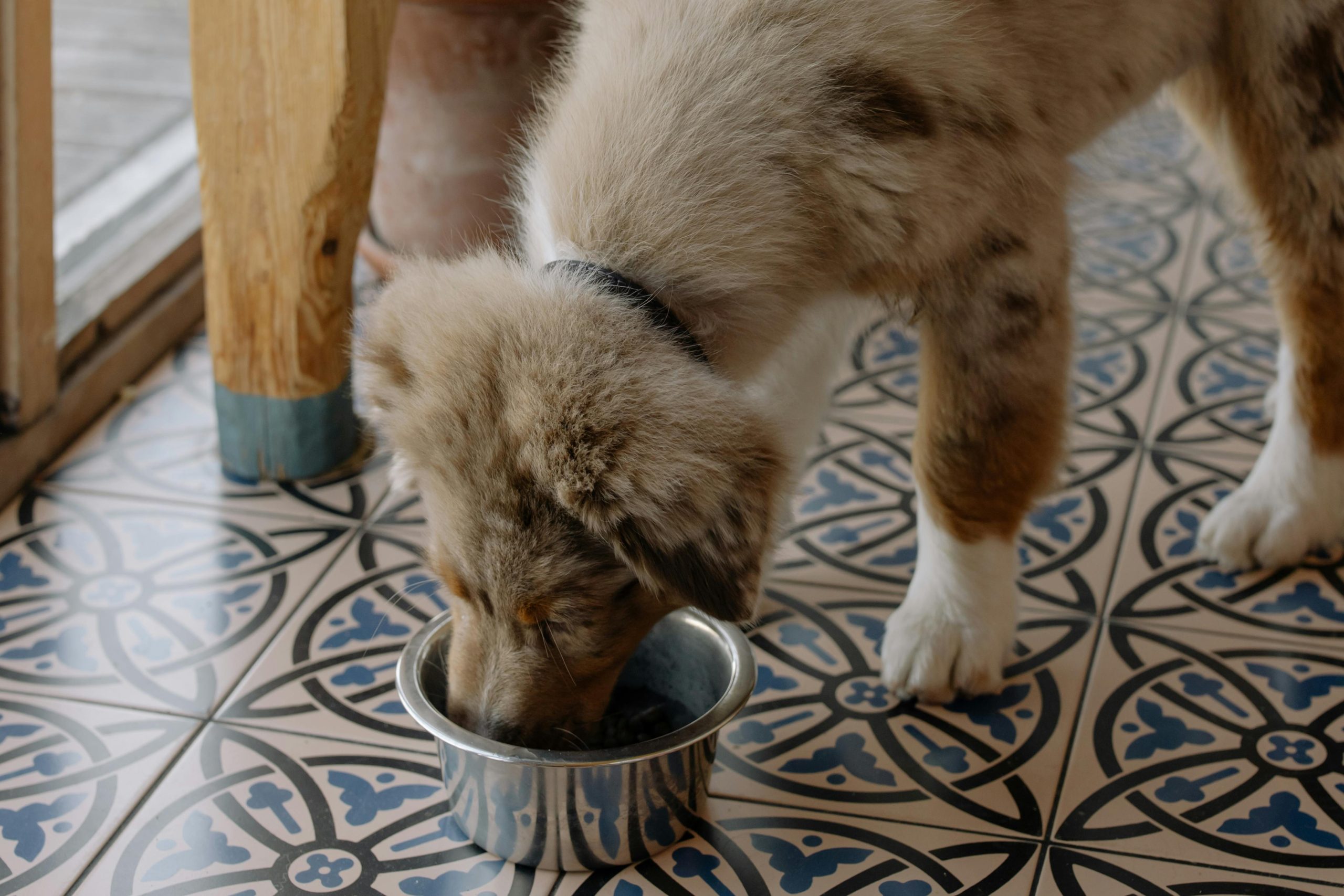 Benefits of Choosing Badlands Ranch Dog Food for Your Pup