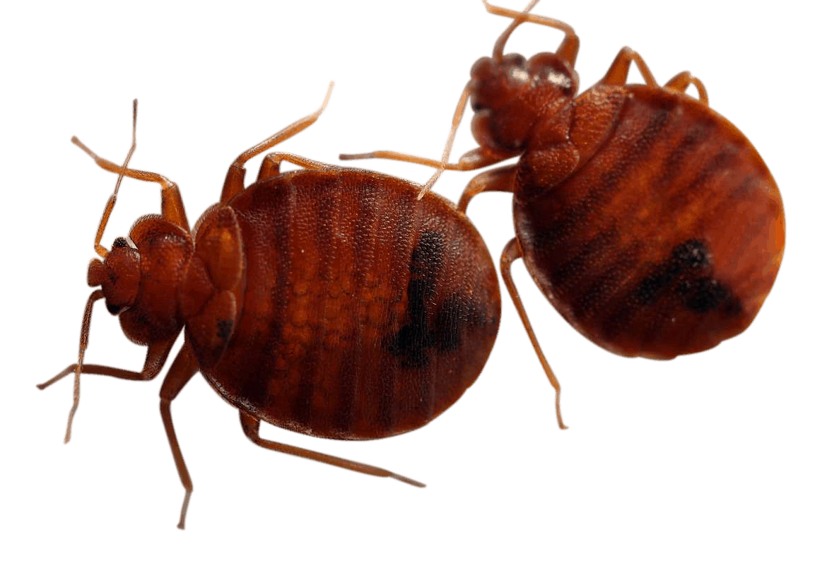 Professional Bed Bug Chemical Treatment in Milwaukee